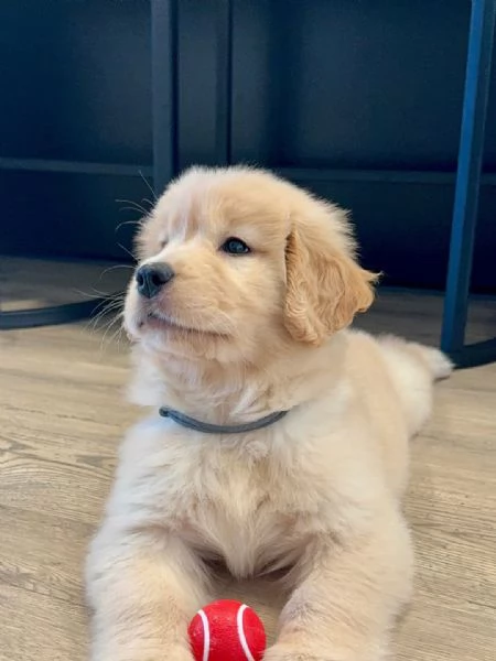 Cuccioli di golden retriever con pedigree