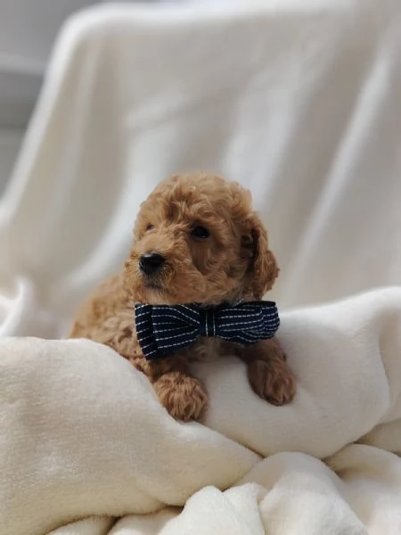 Cuccioli di Barboncino Nano con Pedigree | Foto 3