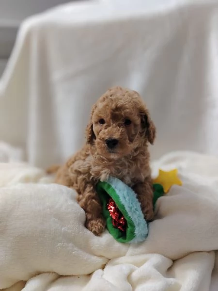 Cuccioli di Barboncino Nano con Pedigree | Foto 2