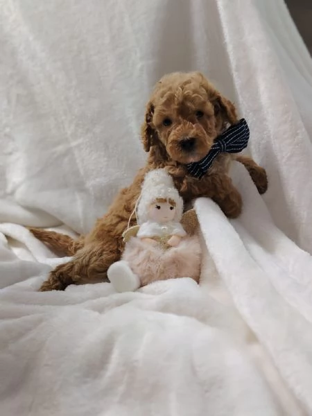 Cuccioli di Barboncino Nano con Pedigree