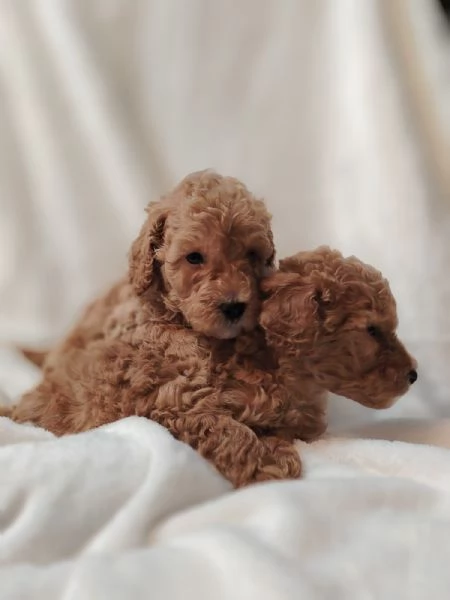 Cuccioli di Barboncino Nano con Pedigree | Foto 0