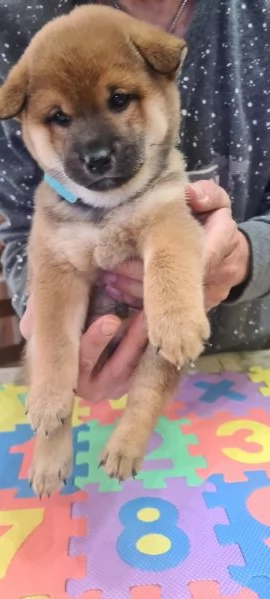 Vendo cuccioli di shiba 