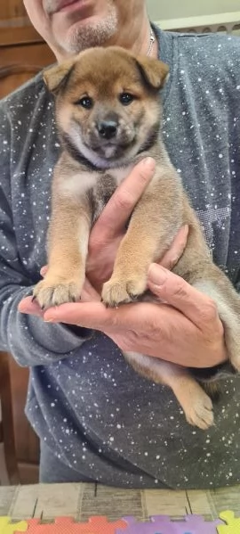 Vendo cuccioli di shiba  | Foto 5