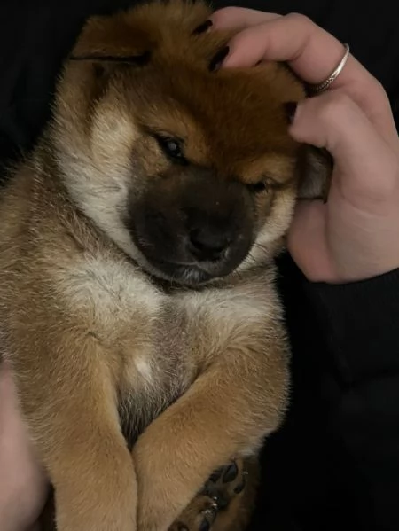 Vendo cuccioli di shiba  | Foto 3