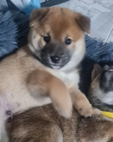 Vendo cuccioli di shiba  | Foto 1