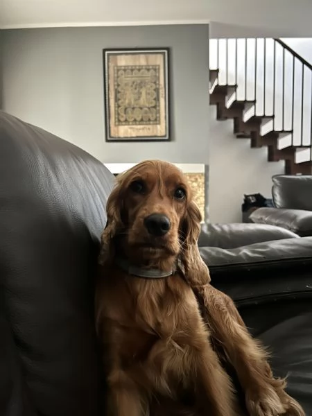 Cocker spaniel regalo 