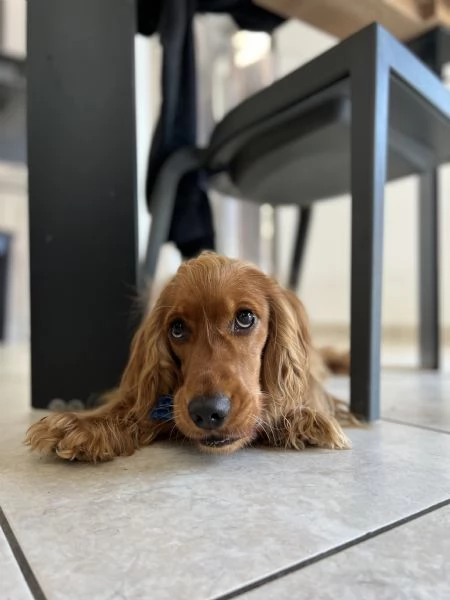 Cocker spaniel regalo  | Foto 0
