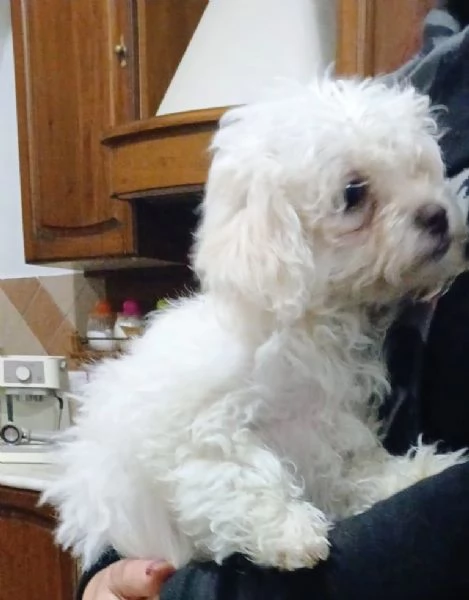 Cucccioli di matese | Foto 3