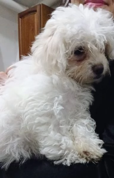 Cucccioli di matese | Foto 1