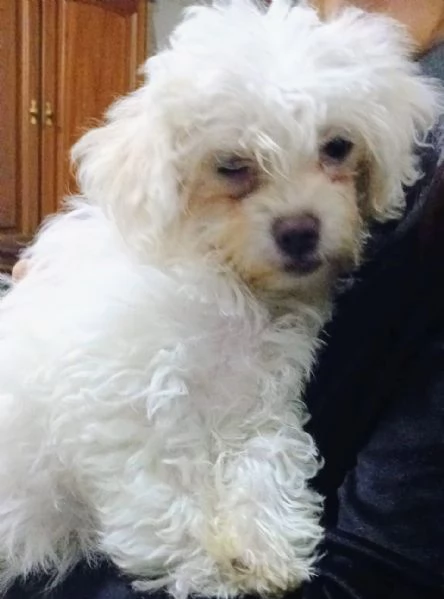 Cucccioli di matese | Foto 0