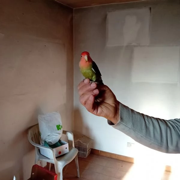 vendo inseparabile  | Foto 0