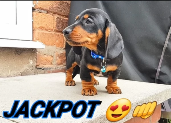 Adozione di Bassott nan cuccioli