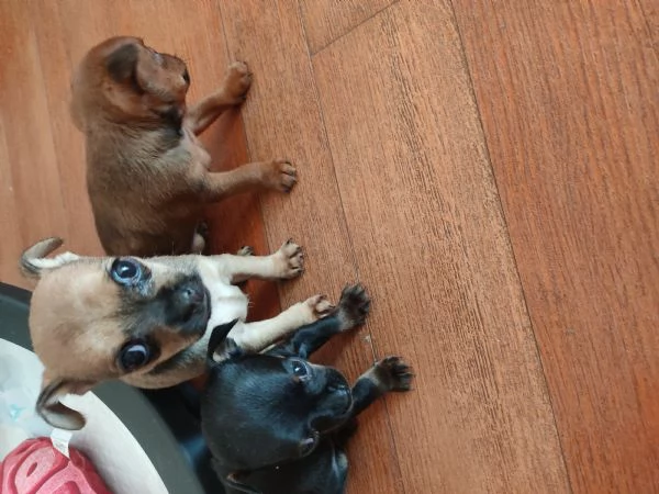 Vendo cuccioli pinscher 