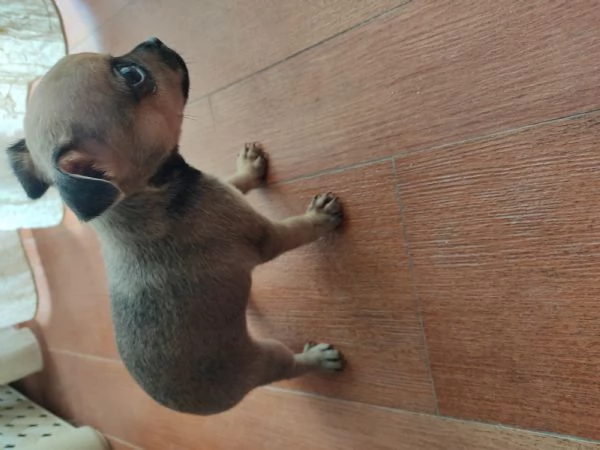 Vendo cuccioli pinscher  | Foto 3