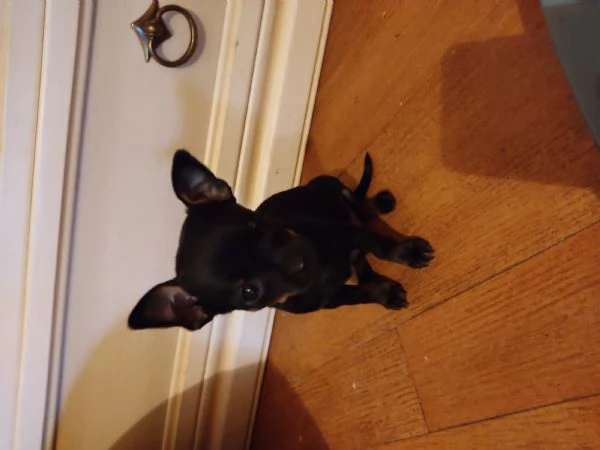 Vendo cuccioli pinscher  | Foto 1