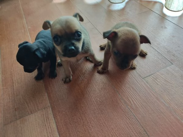 Vendo cuccioli pinscher  | Foto 0