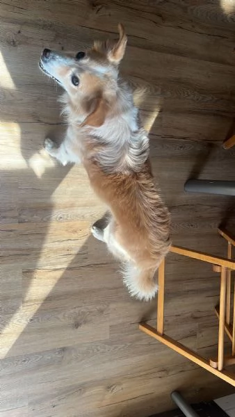 Spillo cerca urgente una nuova casa  | Foto 1