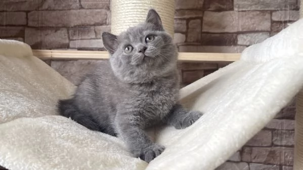Cuccioli British shorthair | Foto 0