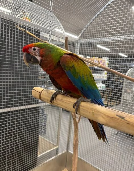 Varietà di piccoli pappagalli ara domestici allevati a mano | Foto 2