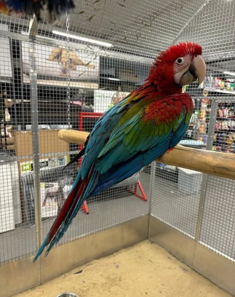 Varietà di piccoli pappagalli ara domestici allevati a mano | Foto 1