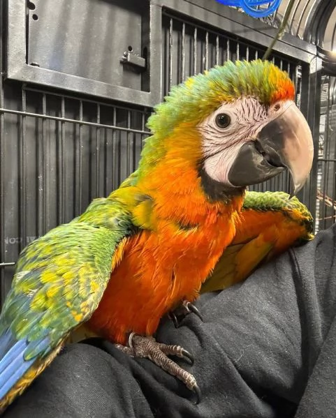 Varietà di piccoli pappagalli ara domestici allevati a mano | Foto 0