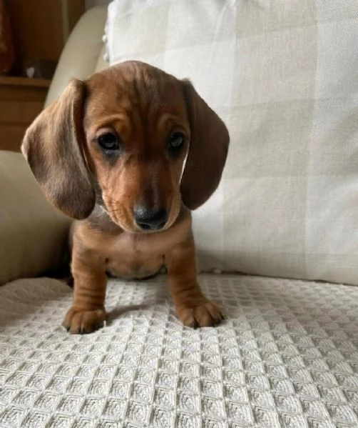 Cuccioli di Bassotto Nano | Foto 1