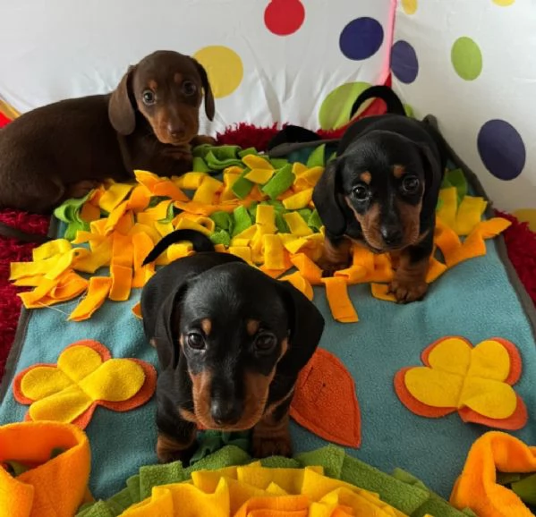 Cuccioli di Bassotto Nano | Foto 0