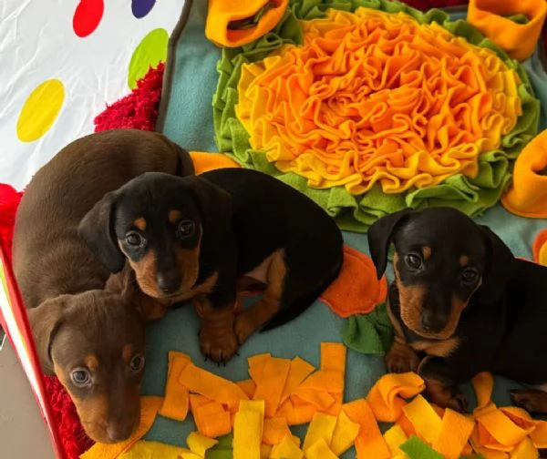 Cuccioli di Bassotto Nano | Foto 1