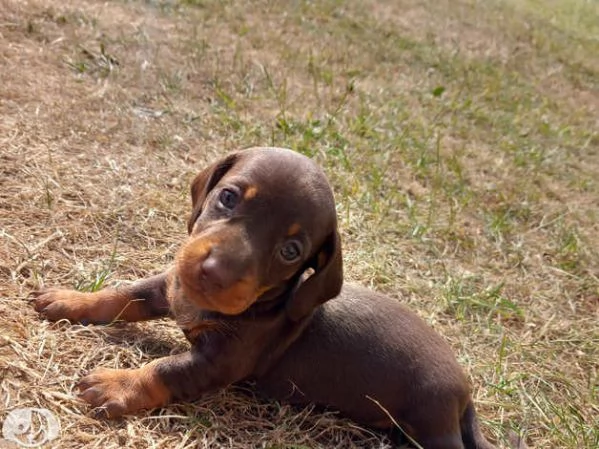 Cuccioli di Bassotto Nano | Foto 3