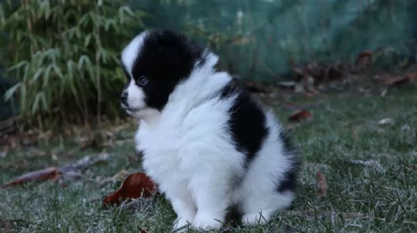 Cuccioli di Pomerania con pedigree | Foto 1