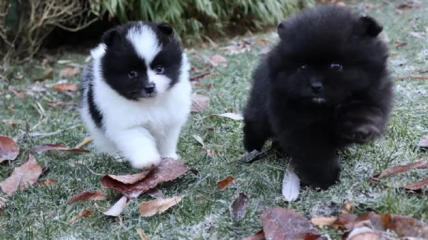 Cuccioli di Pomerania con pedigree