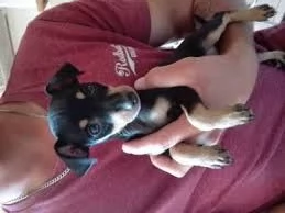 cucciolo di pinscher tenerissimi intrigantissimi e buonissimi di 70 giorni sia maschi che femmina ot