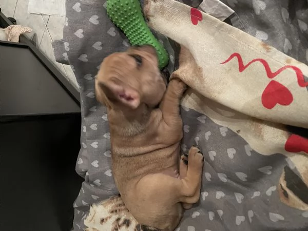 Cucciolo bulldog francese 