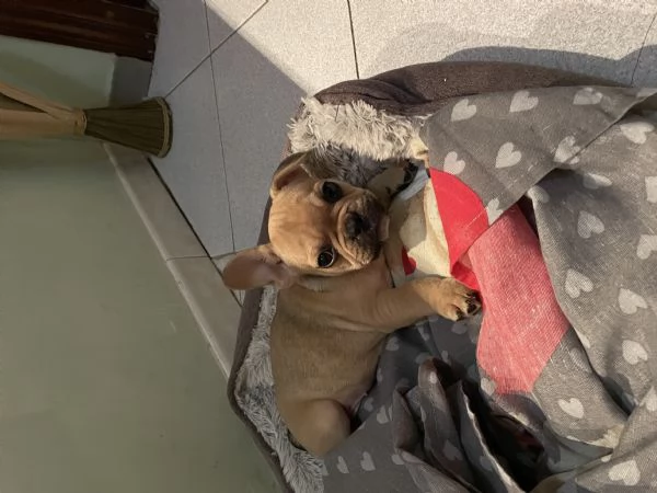 Cucciolo bulldog francese  | Foto 3