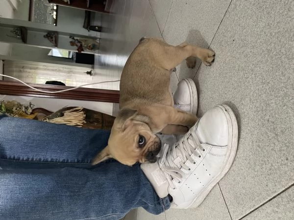 Cucciolo bulldog francese  | Foto 2