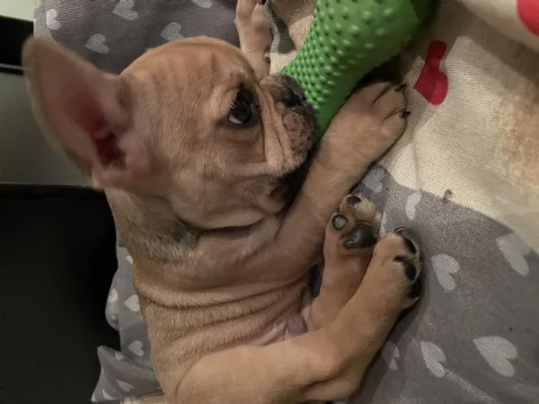 Cucciolo bulldog francese  | Foto 0