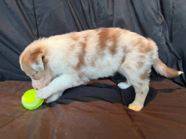 cuccioli di border collie | Foto 0