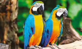 belli pappagalli grigio africano disponibile