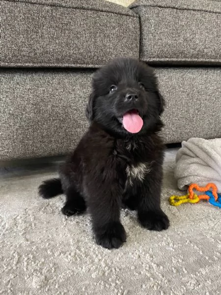 Adorabili cuccioli di Terranova