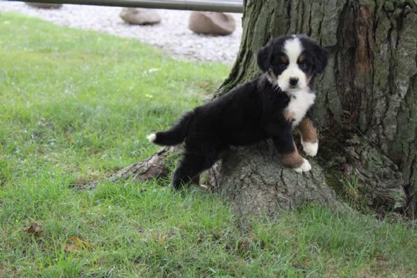 Adorabili cuccioli di bovaro del bernese 