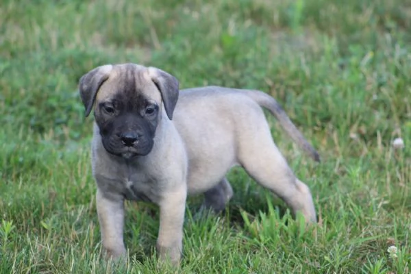 Adorali cuccioli di  Bull Mastiff 