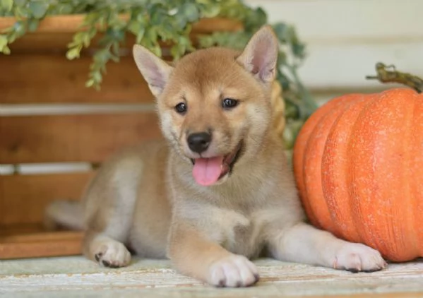 molto urgente !!! regalo shiba inu cuccioli belli e simpatici.