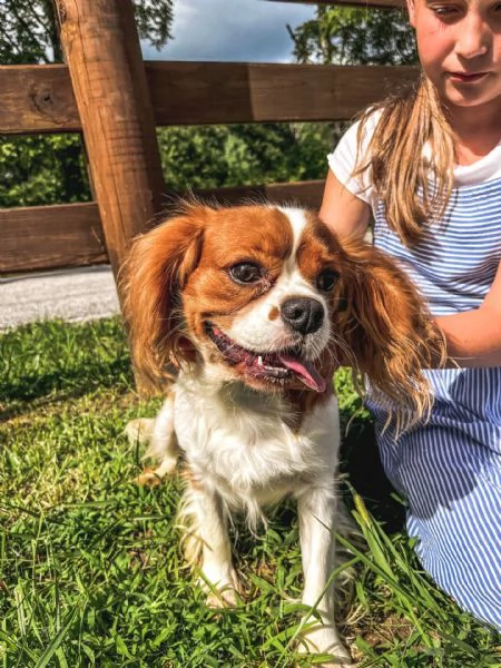 molto urgente !!! calvalier king cuccioli