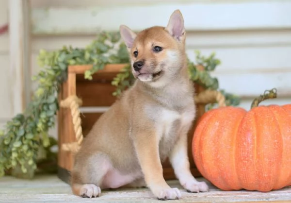 cuccioli di shiba-inu