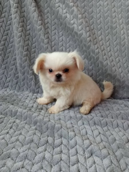 Adorabili cuccioli di Pechinese femminucce e maschietti 