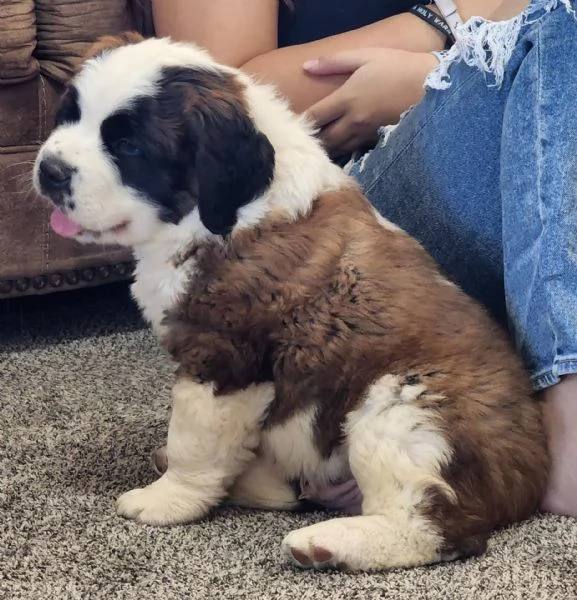 regalo cuccioli di san bernardo