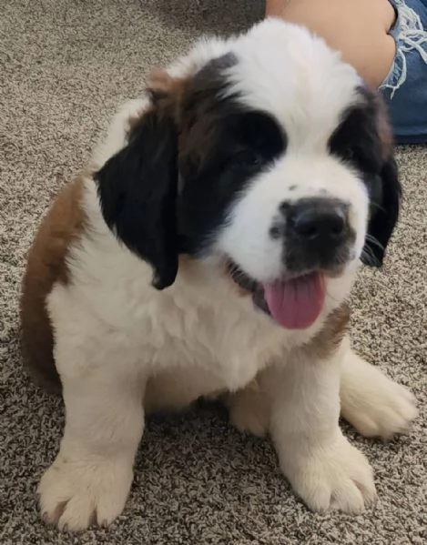 regalo cuccioli di san bernardo | Foto 0