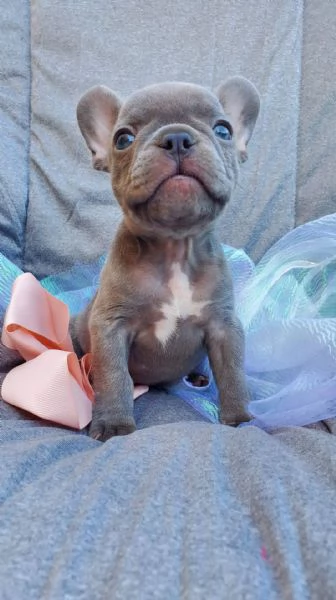 cuccioli di bulldog francese per l'adozione bellissimi cuccioli disponibili, | Foto 0