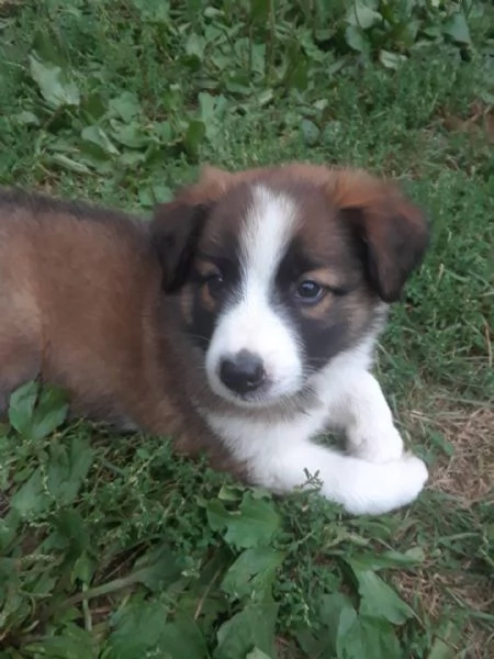 Adorali cuccioli di english Shepherd femminucce e maschietti