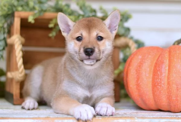 REGALO Dolci cuccioli shiba-inu per l'adozione.
